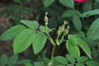 <i>Rosa gallica splendens</i> rose photo