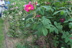 <i>Rosa gallica splendens</i> rose photo