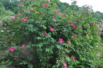 <i>Rosa gallica splendens</i> rose photo