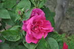 Captain Hayward rose photo