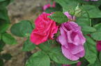 Captain Hayward rose photo