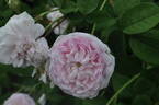 Rose Schelfhout rose photo