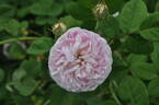 Rose Schelfhout rose photo