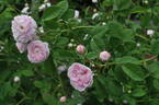 Rose Schelfhout rose photo
