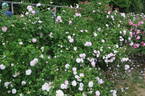 Rose Schelfhout rose photo