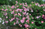 Complicata rose photo