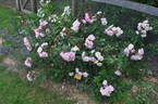 Apricot Bells rose photo