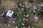 Hermosa rose photo