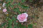 Mevrouw Nathalie Nypels rose photo