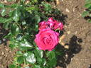 Hot Lady rose photo