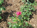 Hot Lady rose photo