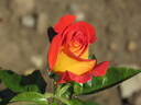 Kontrast rose photo