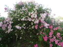 Mozart rose photo