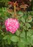 Fizzy Lady rose photo