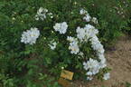 Elisabeth Oberle rose photo