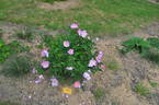 R. villosa recondita rose photo