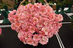 England's Heroes rose photo