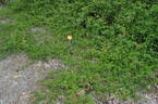 <I>Rosa wichuraiana</I> Crép. synonym rose photo