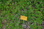 <I>Rosa wichuraiana</I> Crép. synonym rose photo