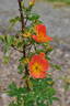 R. foetida bicolor rose photo