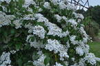 <i>Rosa henryi</i> Boulenger rose photo