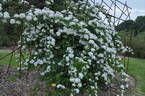 <i>Rosa henryi</i> Boulenger rose photo