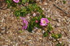 <i>Rosa forrestiana</i> Boulenger rose photo