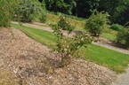 <i>Rosa forrestiana</i> Boulenger rose photo