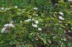 Sweet Blondie rose photo