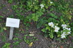 Elisabeth Oberle rose photo