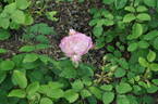 André Brichet rose photo