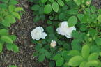André Brichet rose photo