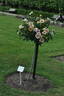 Eye of the Tiger rose photo