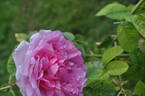 Empress Joséphine rose photo