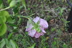 Empress Joséphine rose photo