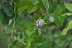 Empress Joséphine rose photo