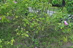 Empress Joséphine rose photo