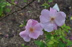 Anemone rose photo