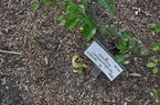 Anemone rose photo