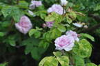 Le Poilu rose photo