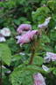 Le Poilu rose photo