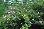 Le Poilu rose photo