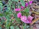 Dinky rose photo