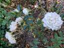 Tiramisu Bio rose photo