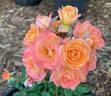 Cutie Pie ™ rose photo