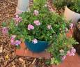 Pretty Polly Lavender™ rose photo