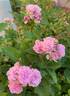 Pretty Polly Lavender™ rose photo