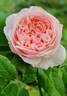 Divina rose photo