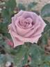 Aloha rose photo