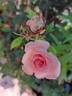 Birthday Rose rose photo